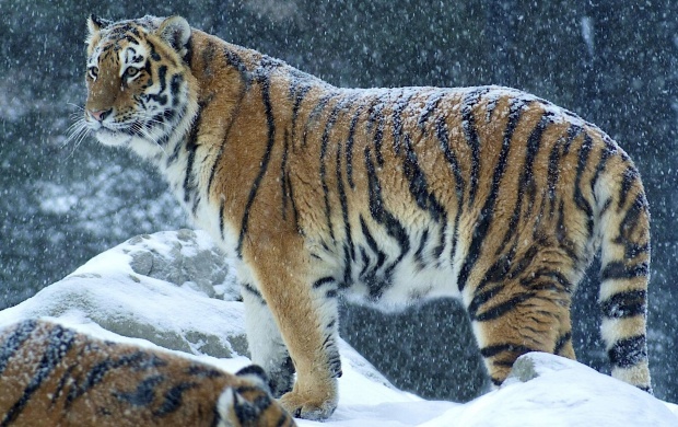 Big Tiger In Snow