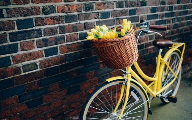 Bike Yellow Tulips Flowers