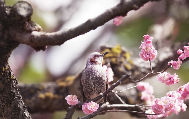 Bird On Spring Tree