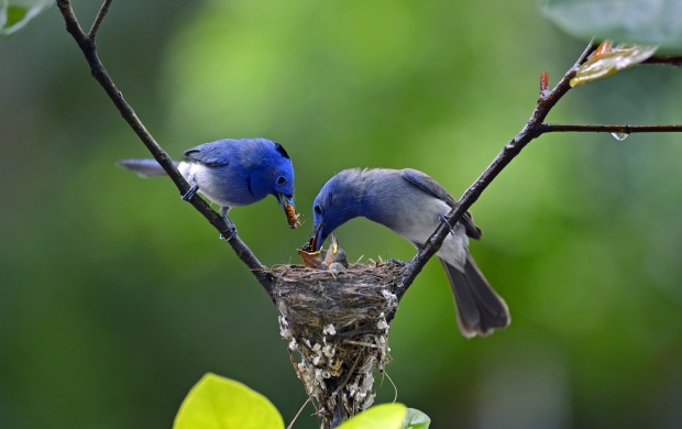 Birds Eating Baby Nest Branch