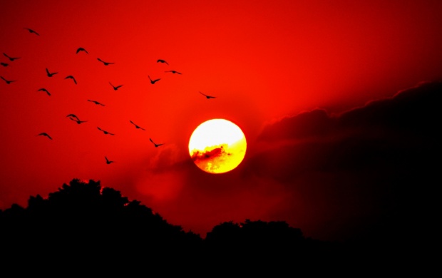 Birds Red Sunset Sky Flying