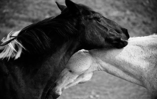 Black And White Horse Love