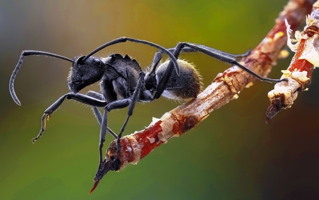 Black Ant Macro Closeup