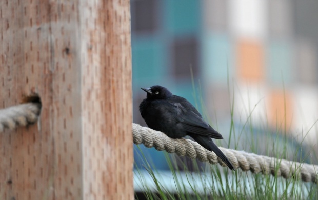 Black Bird Fence