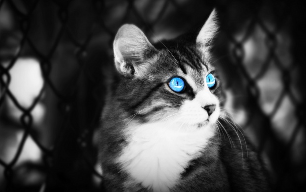 Black Cat Blue Eyes wallpapers