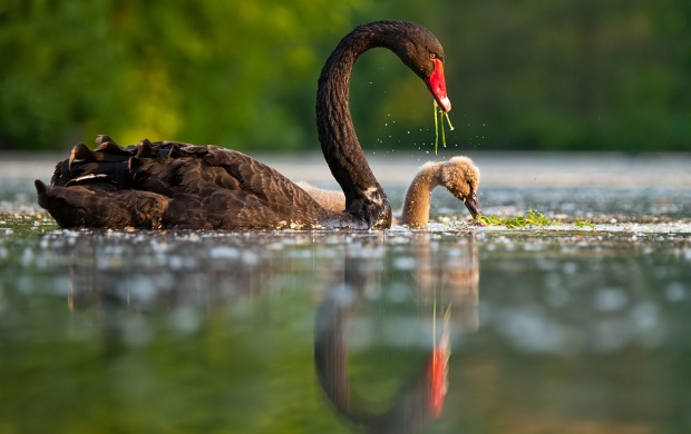 Black Swan With Baby Swan