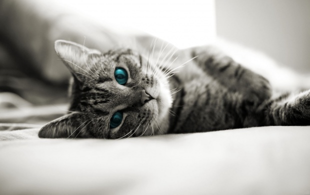 Blue Cat Eyes Lying In Bed