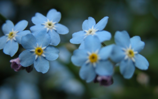 Blue Flower Macros