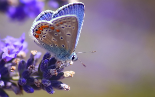 Blue Flower On Butterfly