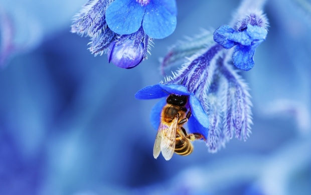 Blue Flowers In Wasps Bee