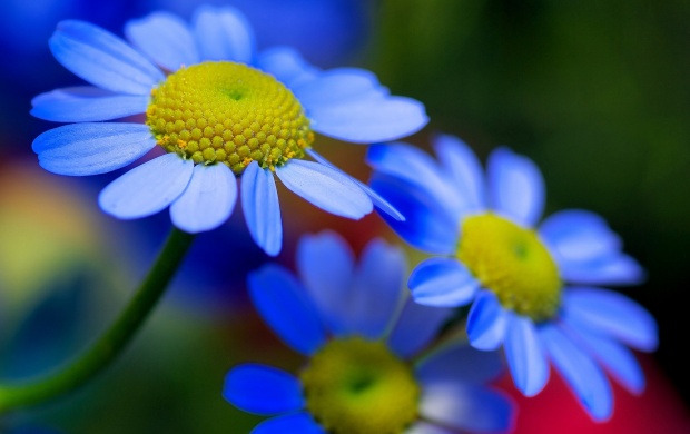 Blue Flowers Petals Plant Nature