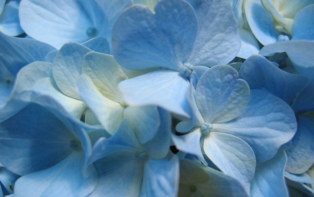 Blue Hydrangea Flower, Close-up View