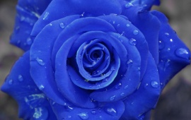 Blue Rose (click to view)