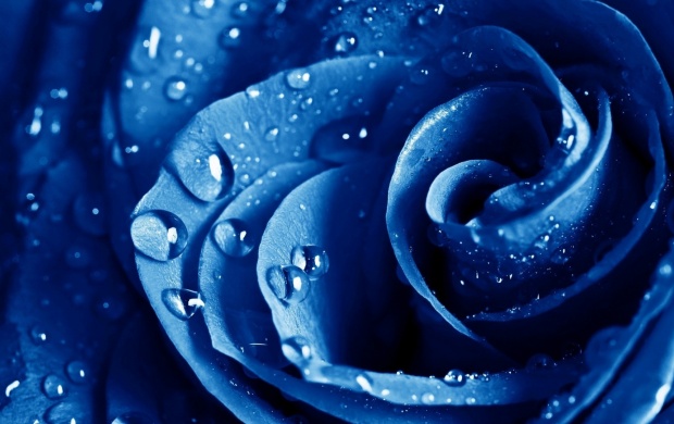 Blue Rose Drops