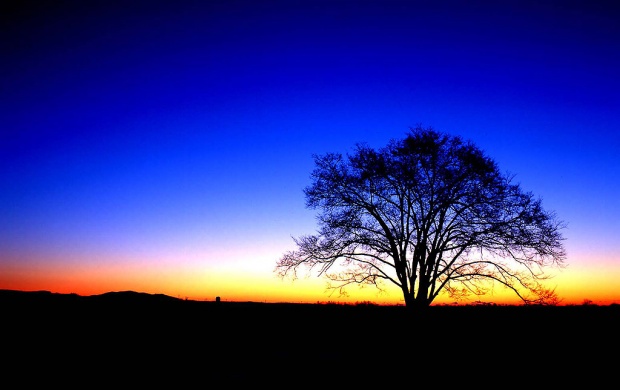 Blue Sunset And Tree