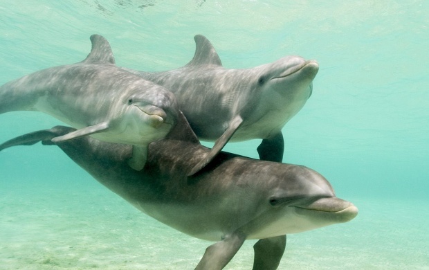 Bottlenose Dolphins In Caribbean Sea