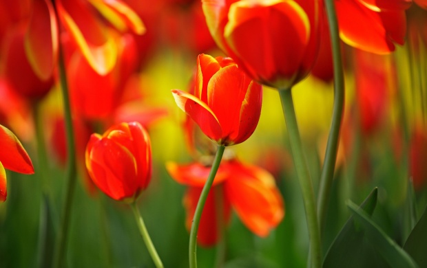 Bright Tulips Flowers Buds