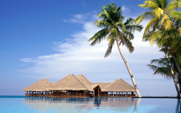 Bungalows and Palms in Maldives