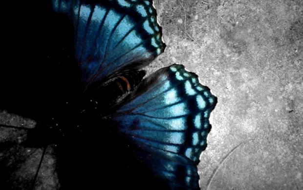 Butterfly Flutters In Light Blue