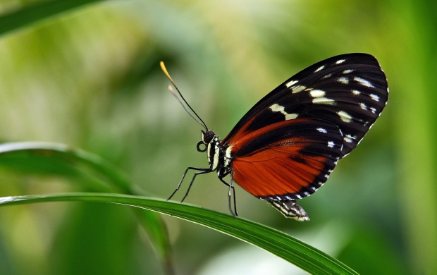 Butterfly Sits On A Leaves