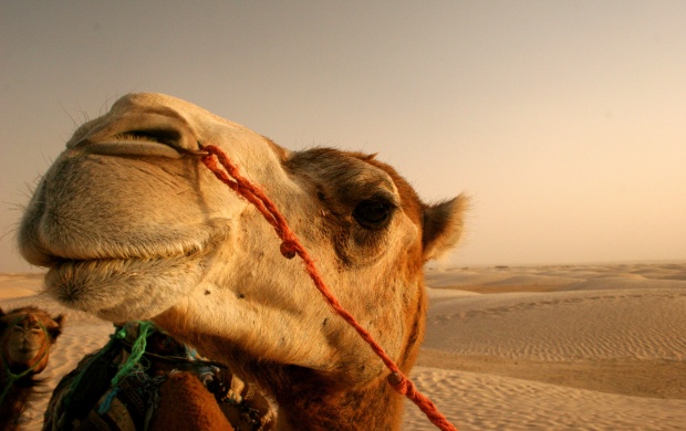 Camel Close up