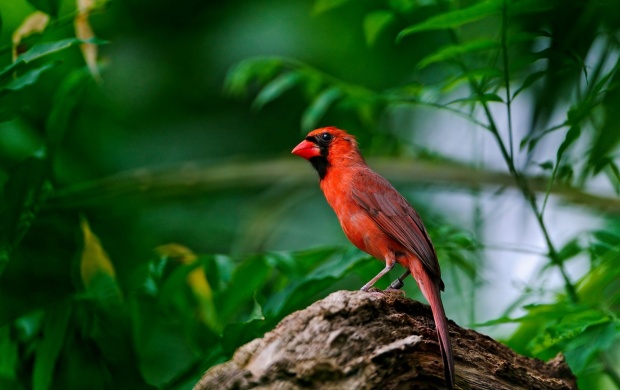 Cardinal In Tree Branch