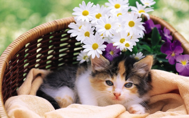 Cat And Flower In Basket