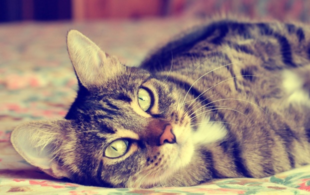 Cat Gorgeous Eyes