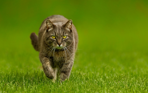 Cat Grass And Green Background