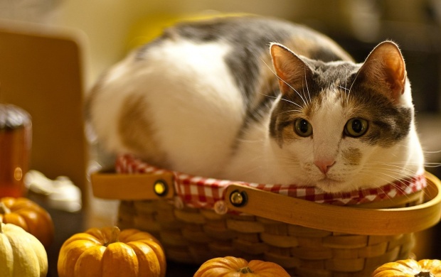 Cat Relax In Basket