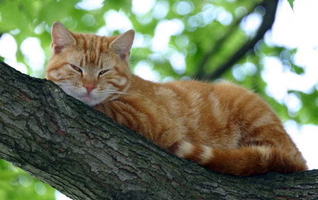 Cat Sleeping on Tree Branch