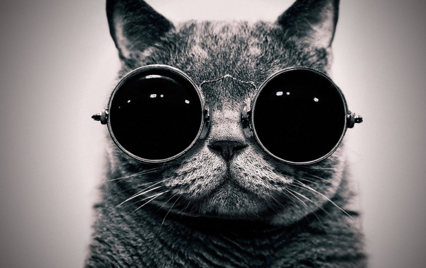 Cat With Cool Sunglasses