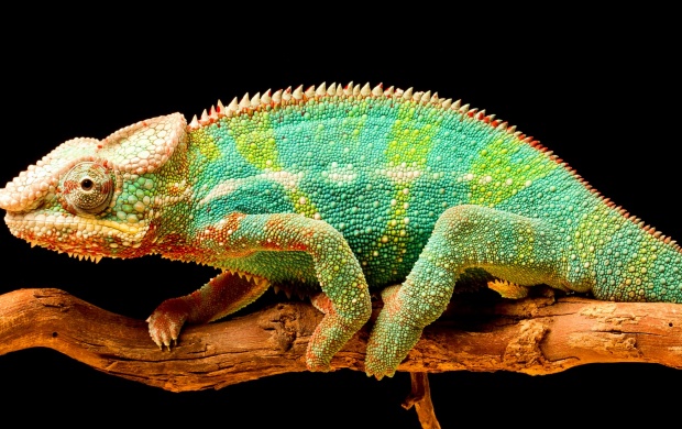 Chameleon Color Tail