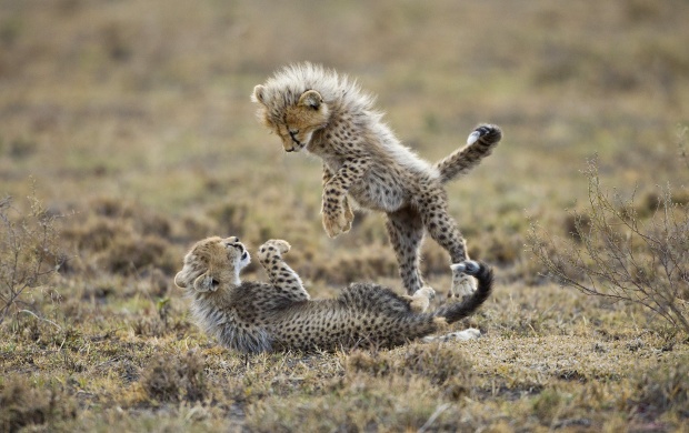 Cheetah Cubs Playing