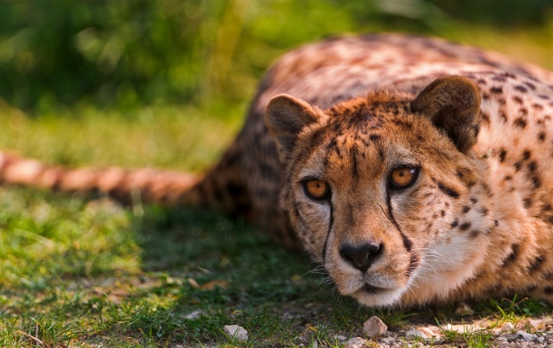 Cheetah Lying