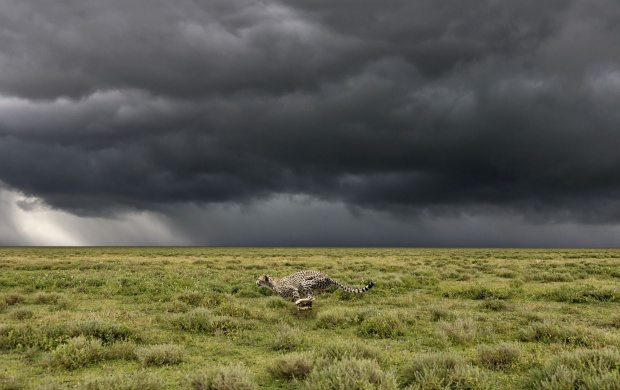 Cheetah Running From the Storm
