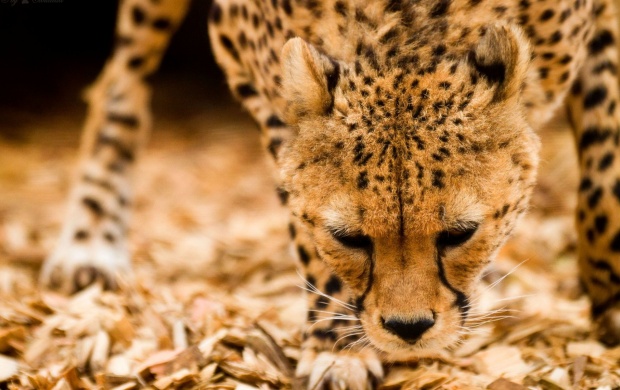 Cheetah Snout