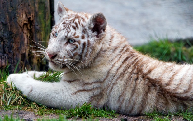 Chilling White Tiger Cub