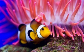 Clown Fish Ocean Bottom