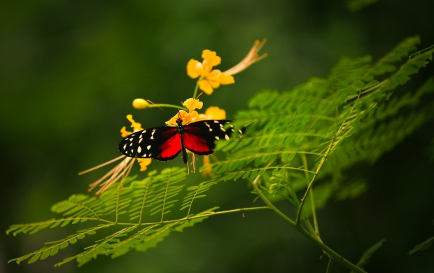 Colorful Butterfly And Flower