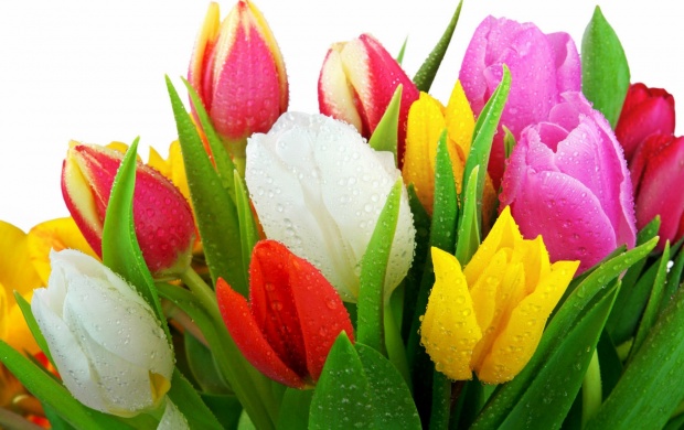 Colorful Fresh Tulips Bouquet