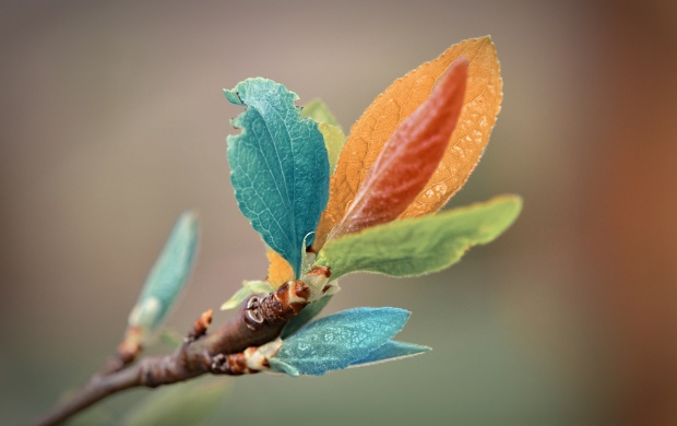 Colorful Leaves On Branch