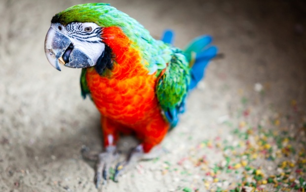 ColorFul Parrots Bird