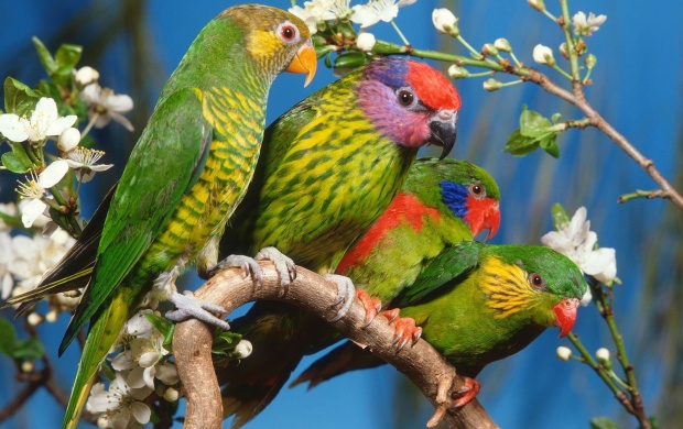 Colorful Parrots Family