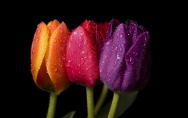 Colorful Rose Flowers (click to view)