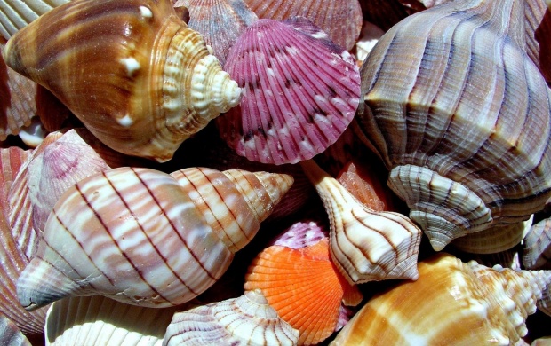 Colorful Shells