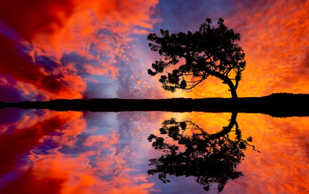 Colorful Sunset Sky And Tree