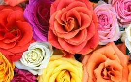 Colorfull Roses (click to view)
