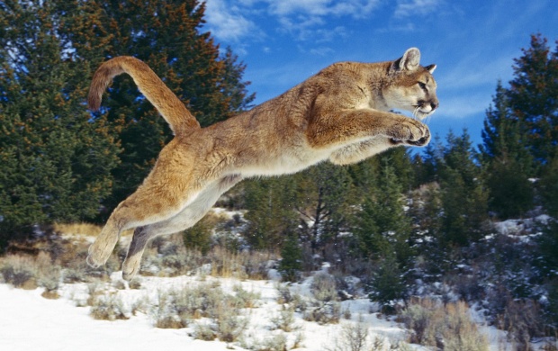 Cougar Jump in the Snow