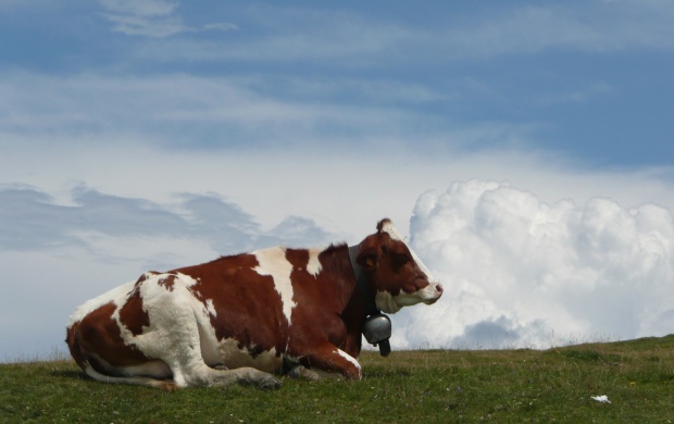 Cow On Monte Bale Italy